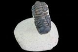Crotalocephalina Trilobite - Foum Zguid, Morocco #69610-1